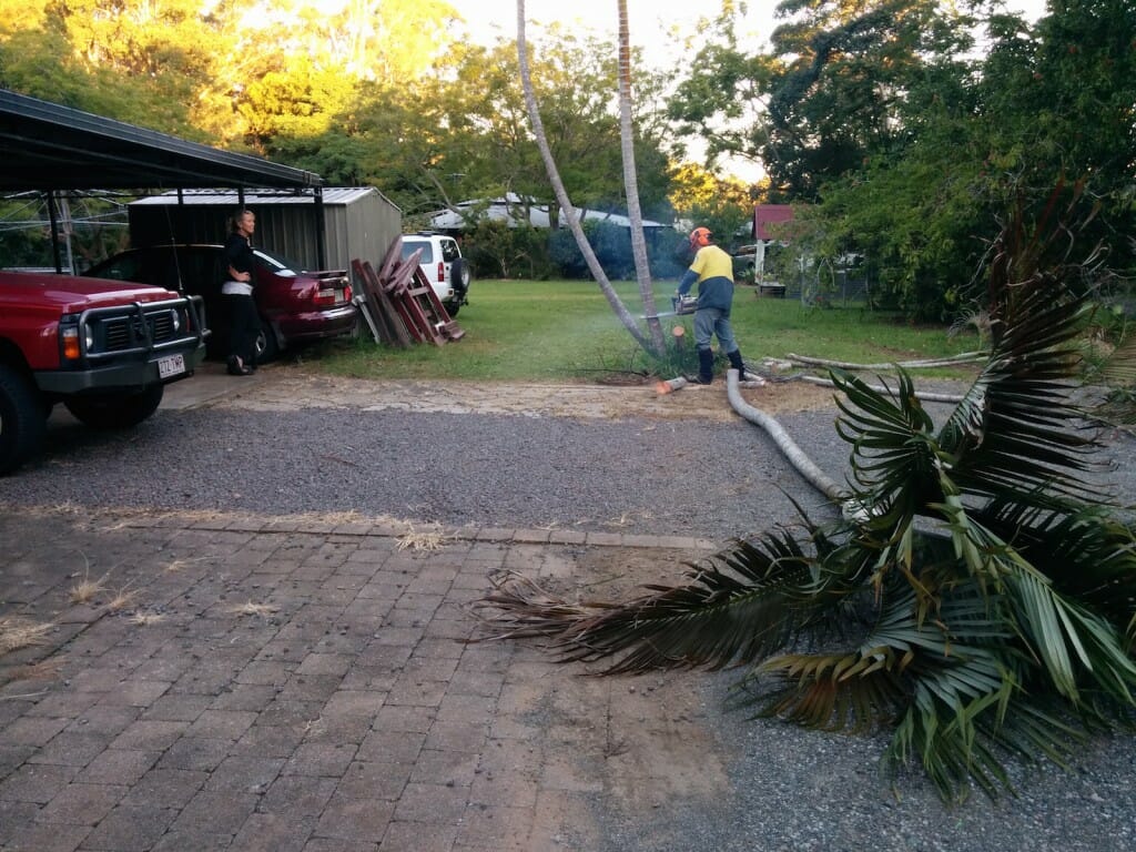 Removing Palm Tree