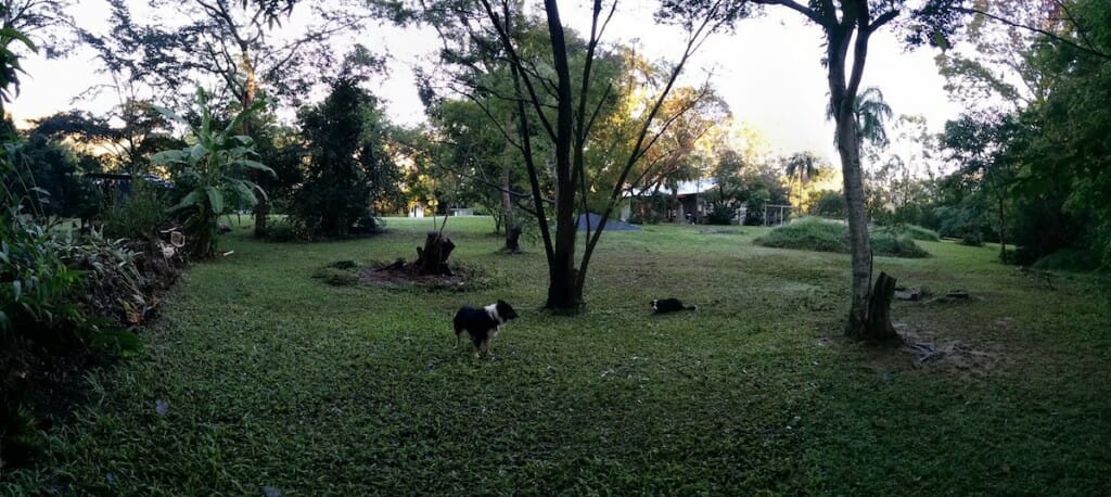 Garden after the rains 01