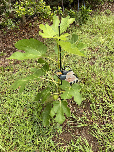 Fruit Trees 2019 IMG 6861