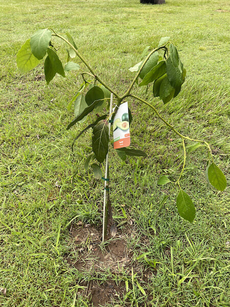 Fruit Trees 2019 IMG 6863