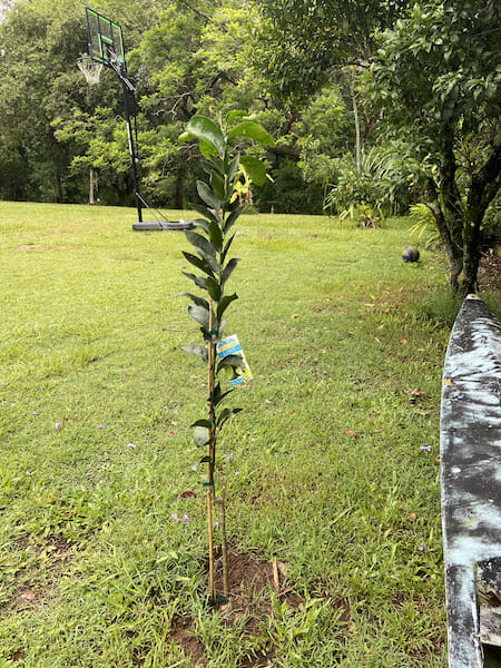 Fruit Trees 2019 IMG 6864