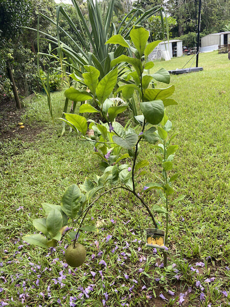 Fruit Trees 2019 IMG 6869